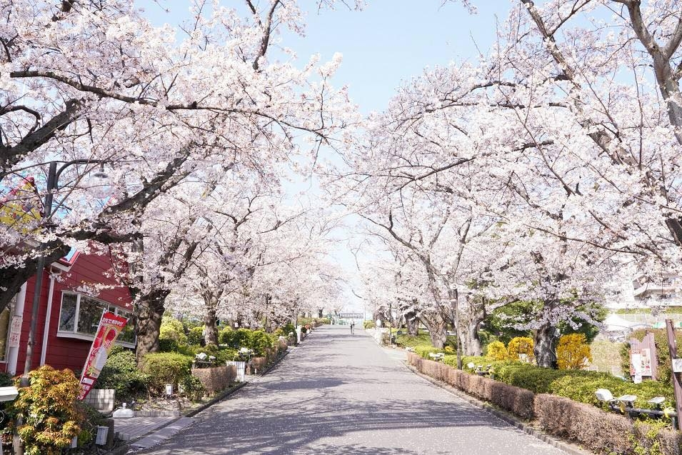 每年櫻花盛開,180米長的林蔭道變身粉色花海隧道!