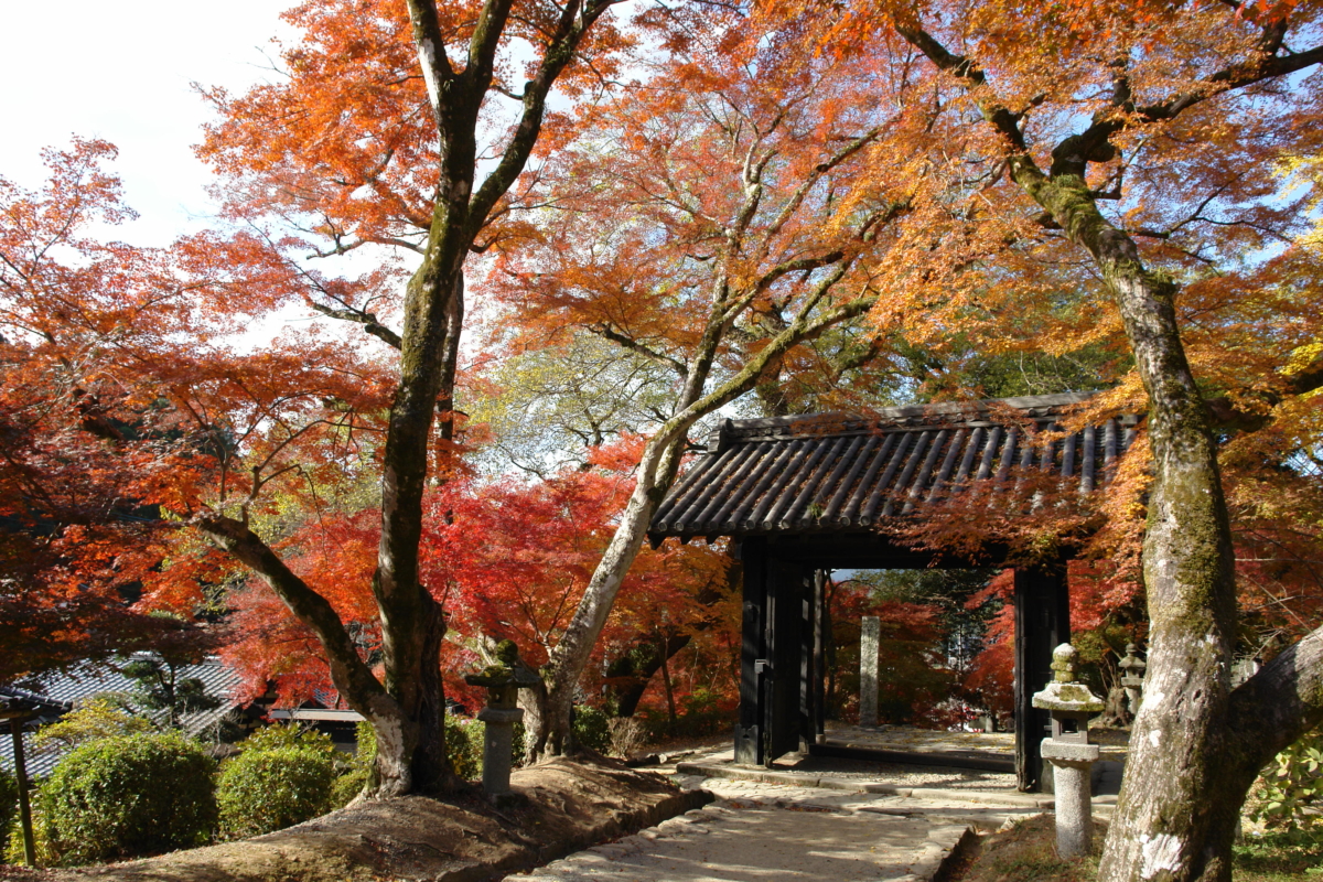 如果錯過春天的櫻花盛景,秋天的黑門周圍則被楓紅染上濃濃詩意,成為攝影愛好者與旅人爭相造訪的打卡熱點。
