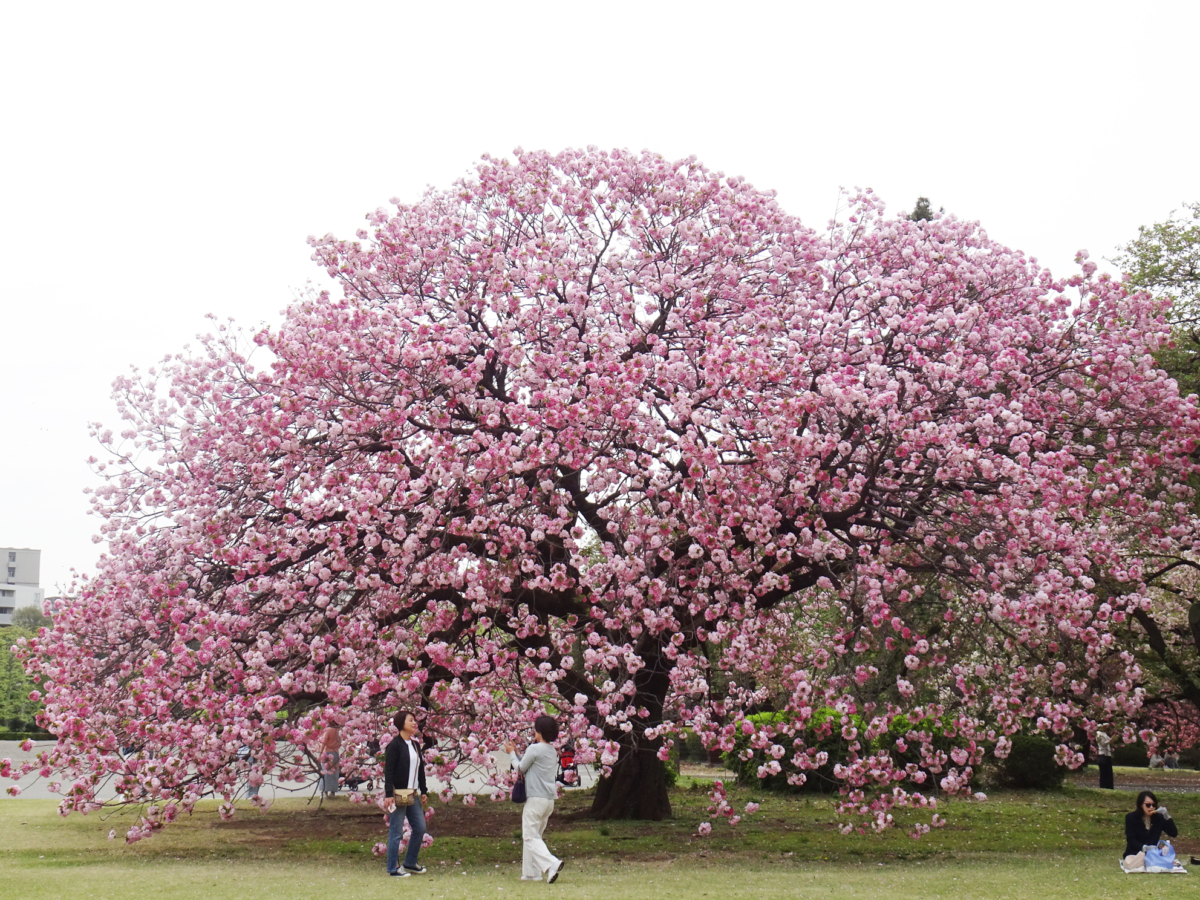 新宿御苑禁止攜帶酒精飲品入園,一定要遵守賞櫻禮儀!