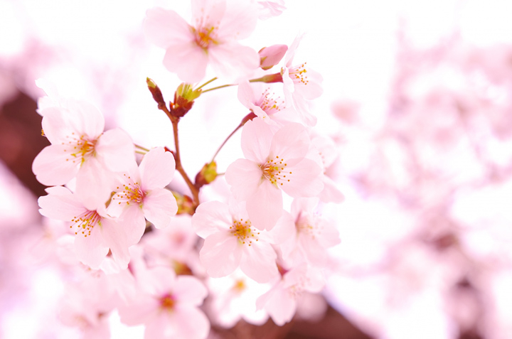 公園內種植了35,000株櫻花樹,開花時相當壯觀!