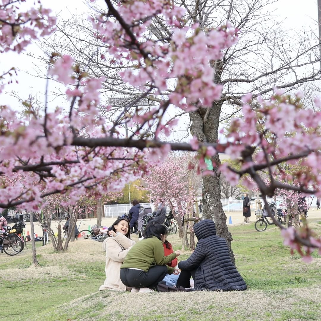 長居公園還能讓你享受野餐,邊野餐邊賞櫻超浪漫!