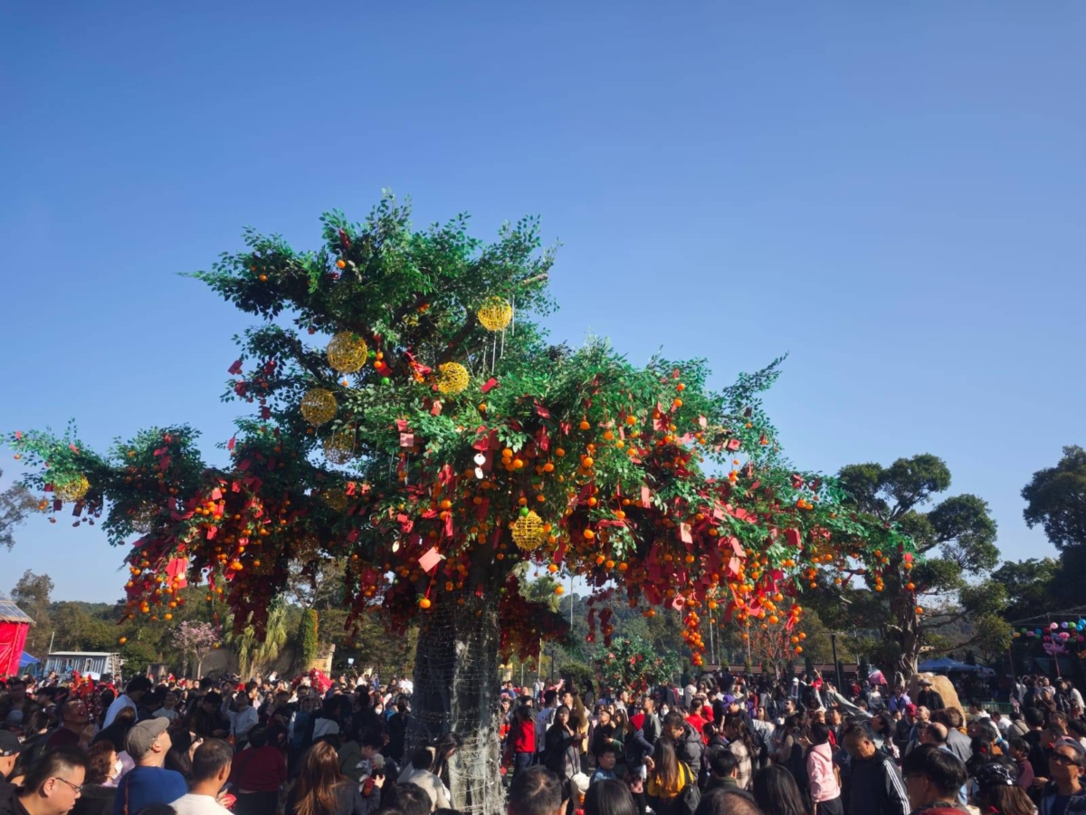 傳聞如果寶牒成功掛在樹上不掉落，戀情就能順順利利，想脫單或戀愛順利！