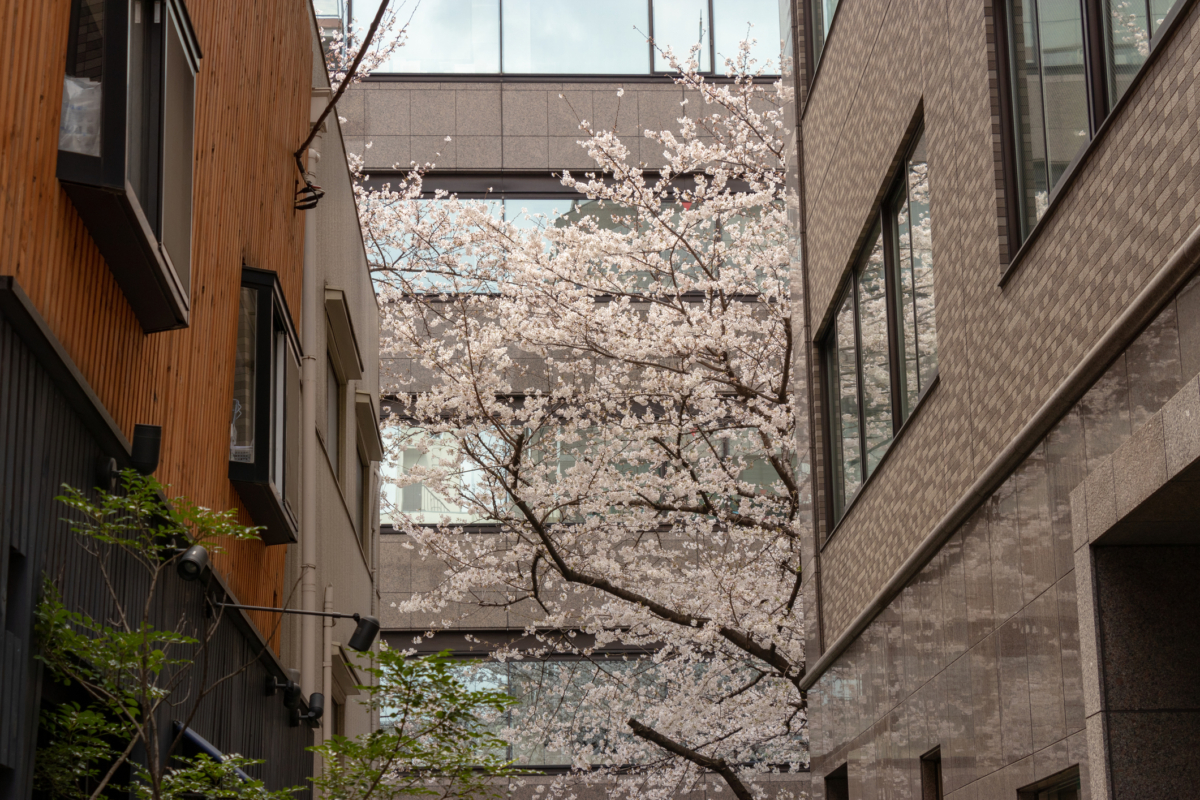 春天來臨,東京日本橋又要變成夢幻櫻花大道!