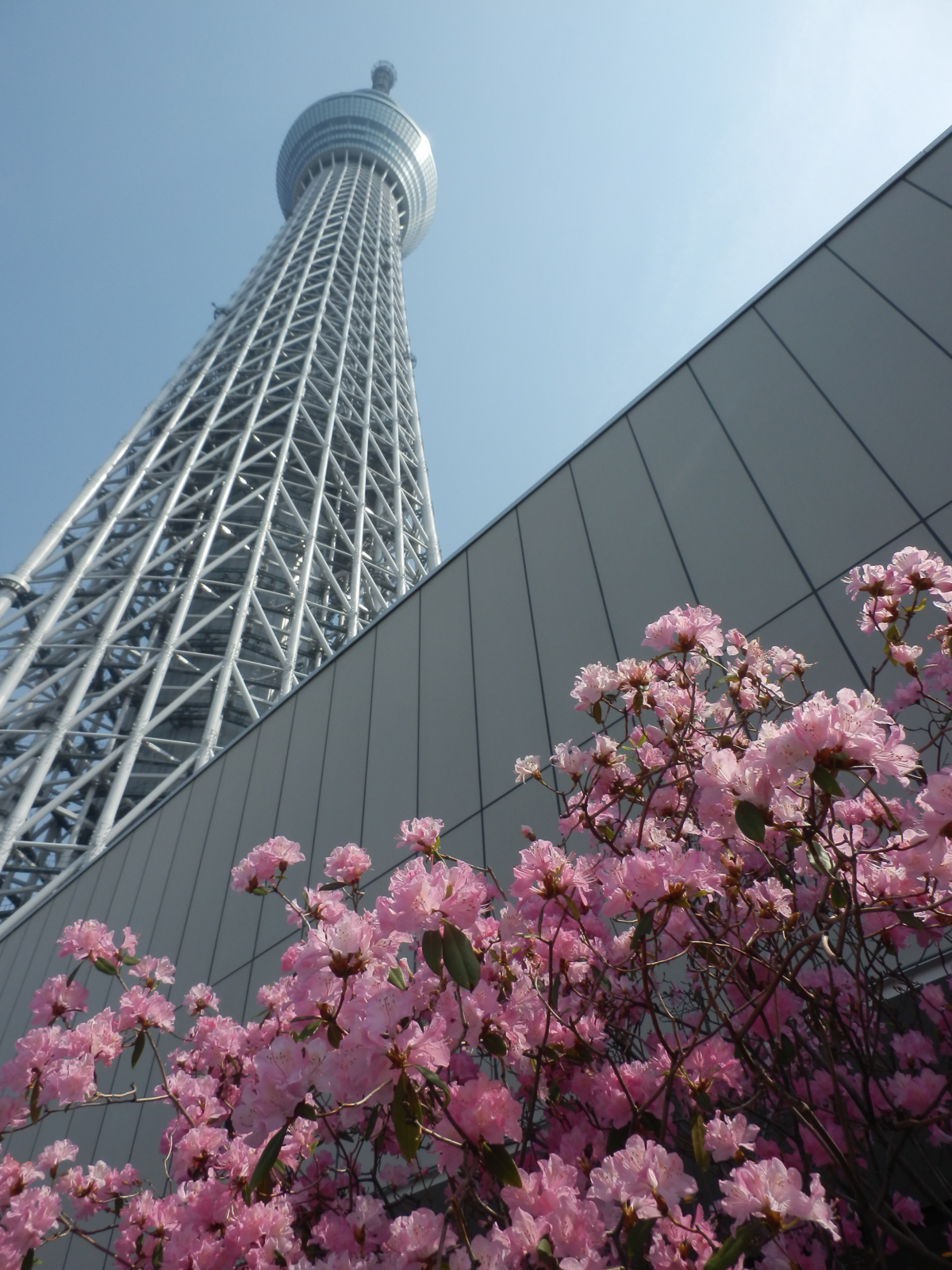 站在晴空塔下方,仰望巨塔和櫻花的視角,從低角度拍出震撼視角!