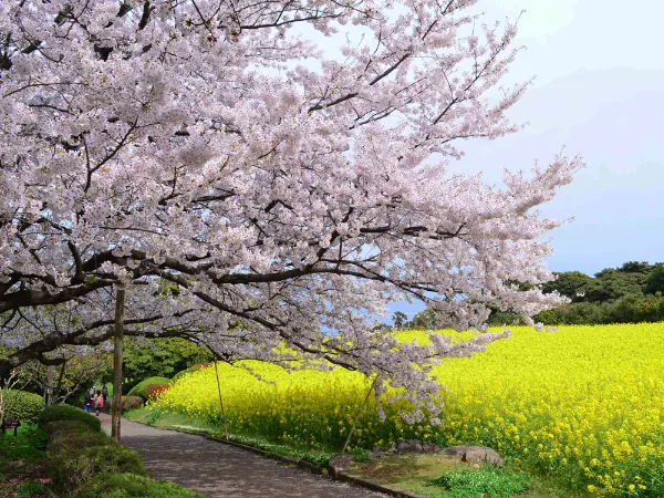 能古島海島公園一年四季花開不斷,每個季節都有獨特的風景等著你來探索!