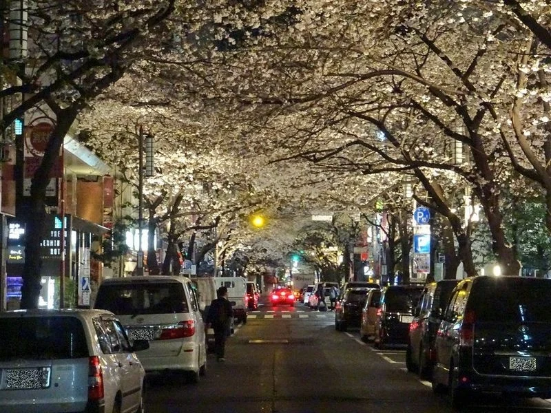 八重洲櫻花通每年四月不但會舉辦櫻花祭,還有限定夜間點燈觀賞夜櫻。