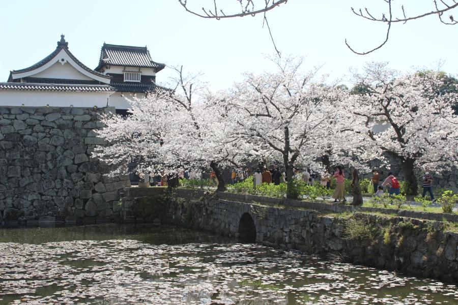無論春夏秋冬,舞鶴公園的花卉總是輪番綻放,從櫻花、梅花到蓮花、杜鵑、牡丹等,每一季都有不一樣的花海等你來賞。