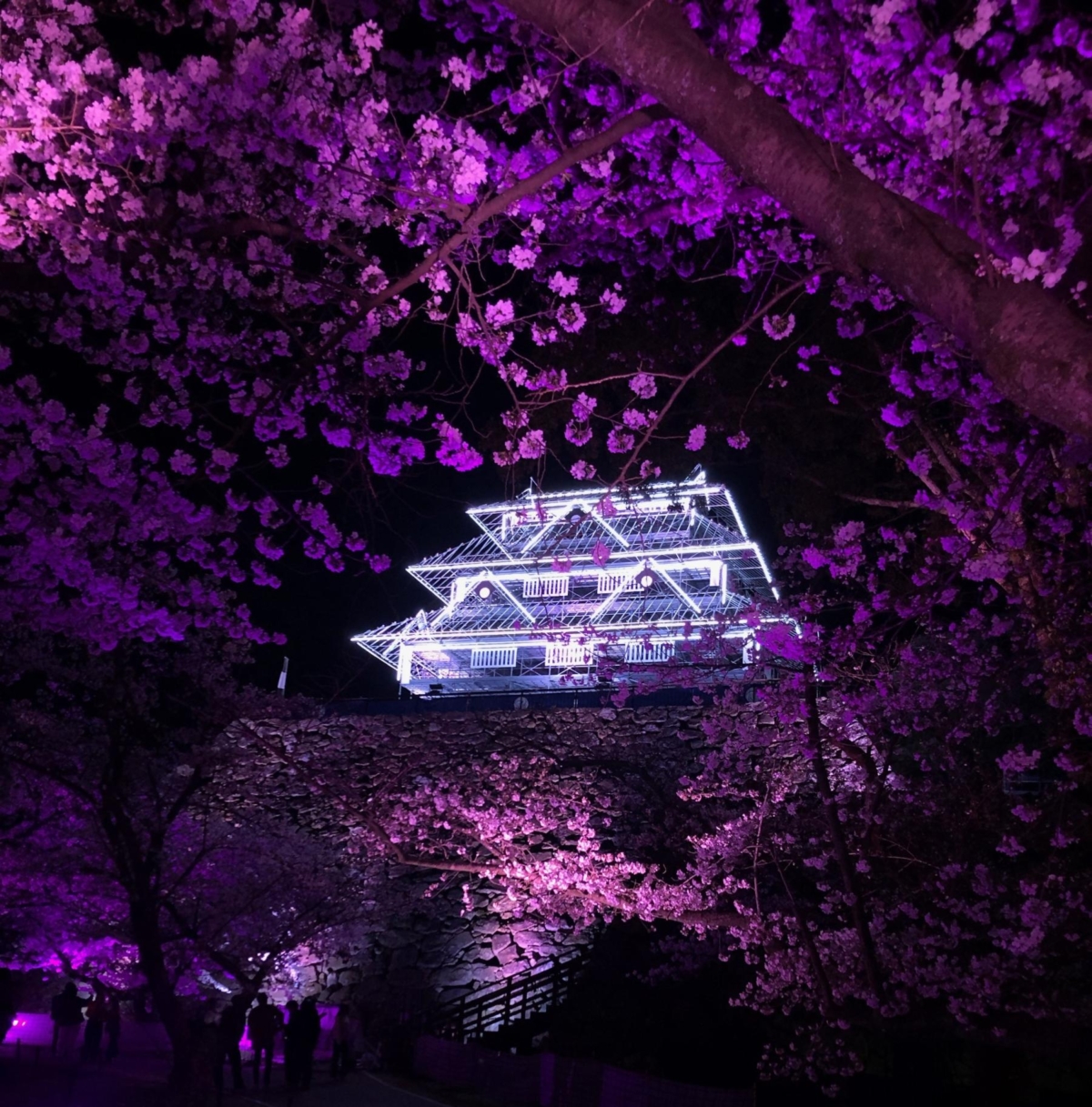福岡城天守閣基座將設立臨時建築並進行亮燈展示,直到櫻花節結束。