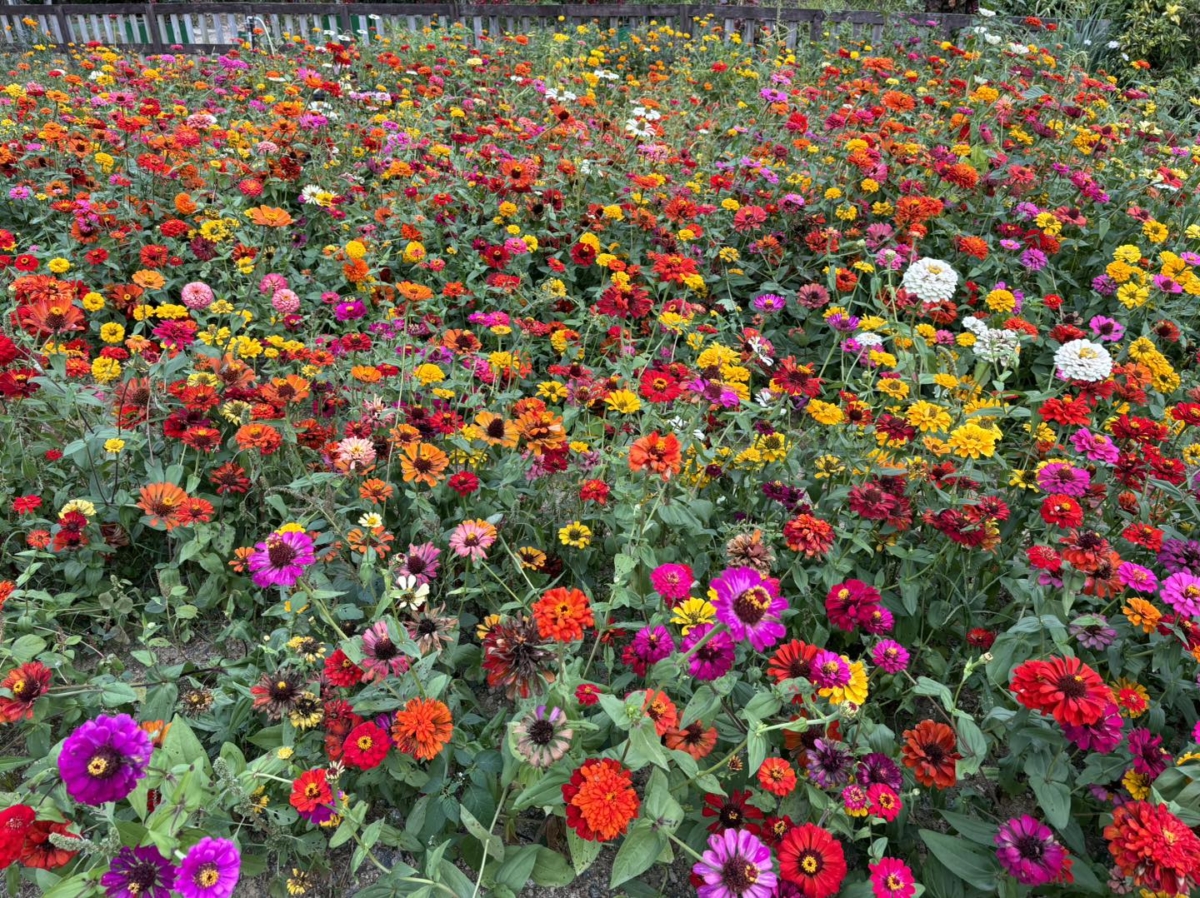 新界半日遊好去處推薦：蝶豆花園。