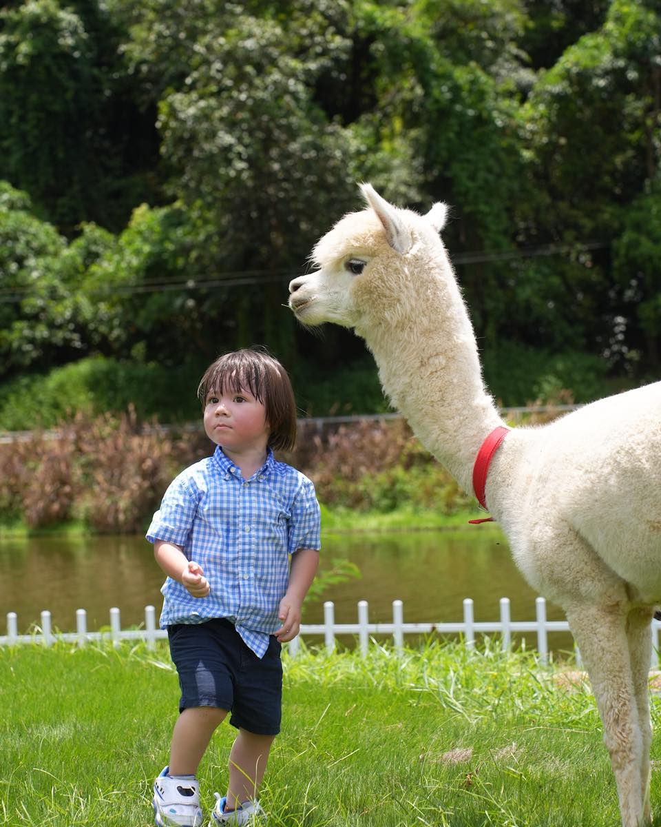 園內有羊駝（草泥馬）及其他小動物，可近距離餵飼、拍照～