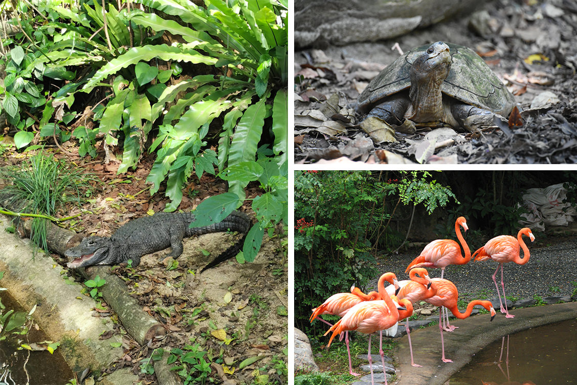 新界半日遊好去處推薦：嘉道理農場暨植物園。