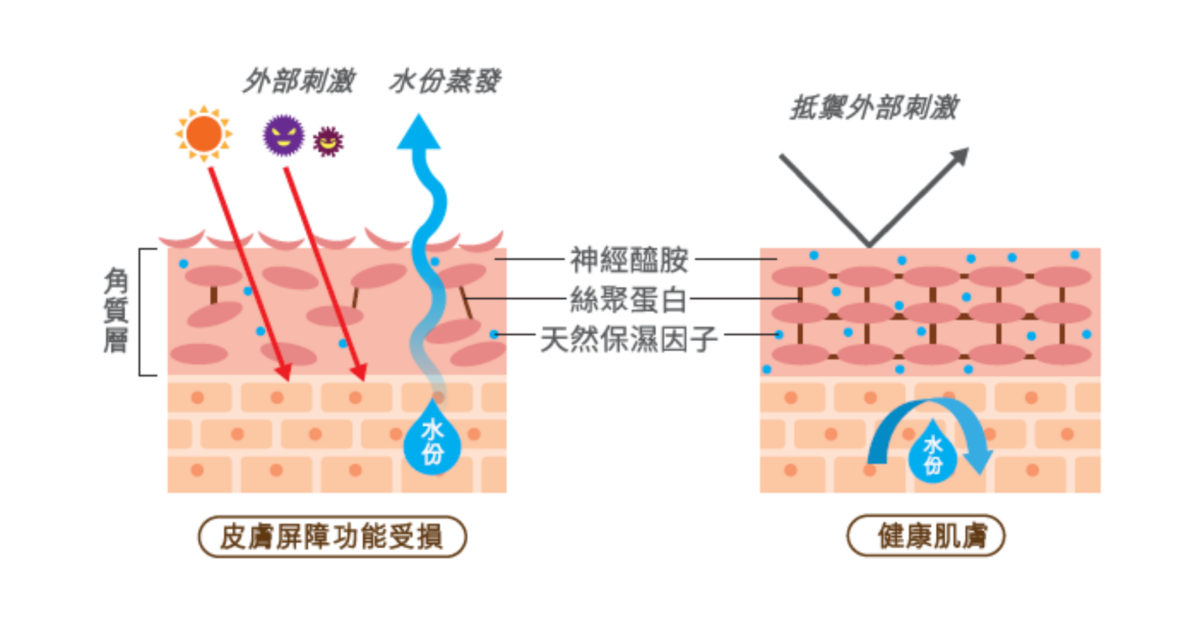 皮膚屏障功能受損的角質層 V.S. 健康肌膚的角質層