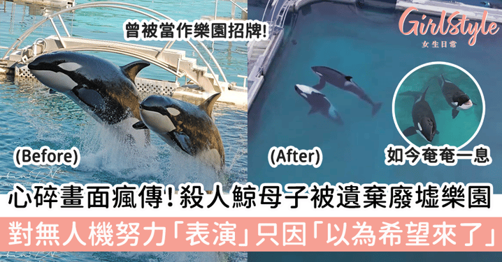 心碎畫面瘋傳!殺人鯨母子被遺棄廢墟樂園!對無人機努力「表演」只因「以為希望來了」!