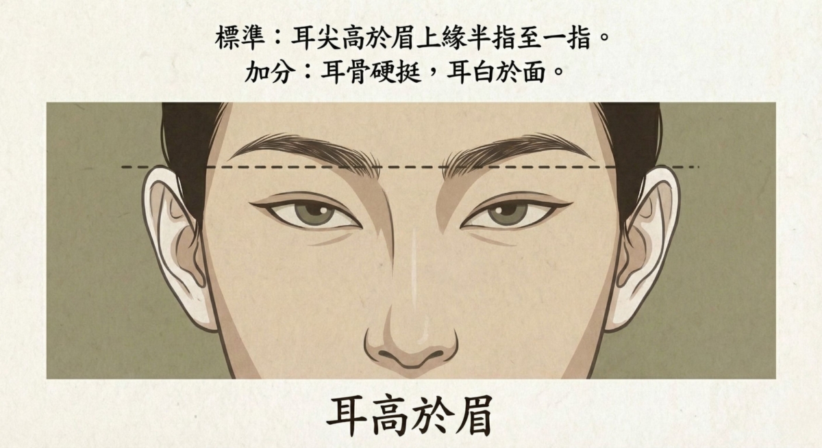 。耳高者聰明且擅長讀心，能輕易看穿別人的心思。