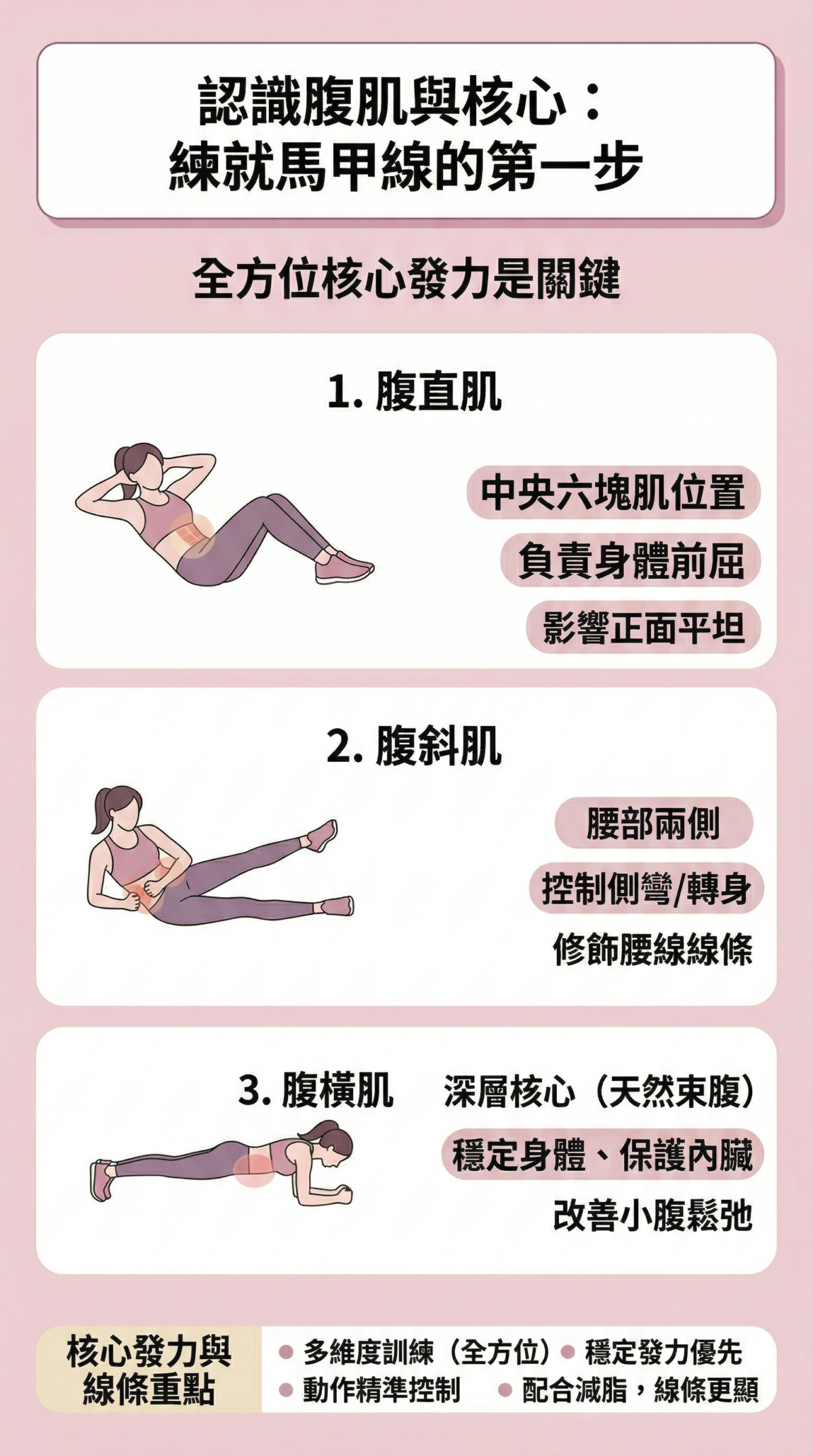 腹肌構造解剖示意圖：解析腹直肌、腹斜肌與腹橫肌的位置，說明六塊肌、腰部線條與深層核心對馬甲線訓練的重要性。