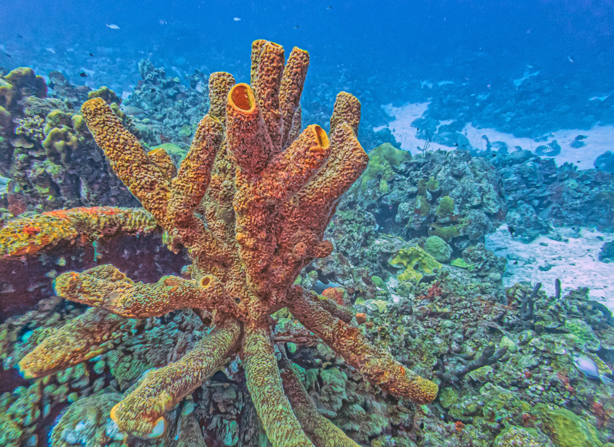 在生物學分類上，海綿屬於「海綿動物門」的一種。