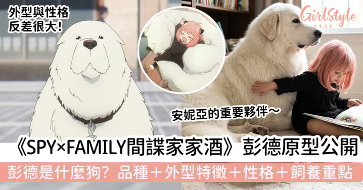 彭德是什麼狗？《SPY×FAMILY 間諜家家酒》萌寵原型公開：大白熊犬品種＋外型特徵＋性格＋飼養重點