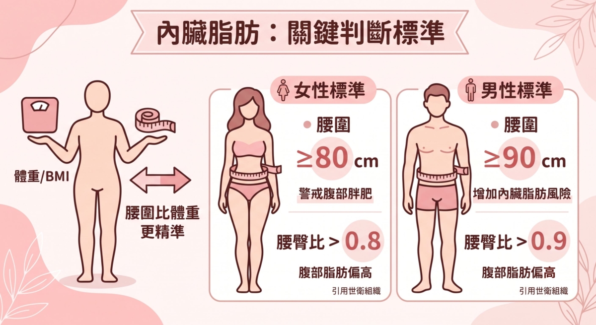 很多人以 BMI 或體重判斷身材，但這些數字無法完全反映脂肪分布。相比體重，腰圍與腰臀比更能幫助判斷腹部脂肪累積情況。