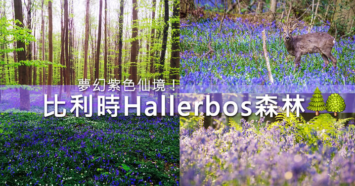 傳說中的仙氣森林！歐洲限定的夢幻比利時紫色森林Hallerbos！
