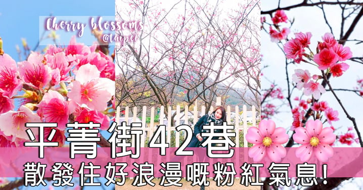 還記得櫻花正開還未懂跟你....台灣平菁街42巷，櫻花綻放浪漫指數爆晒燈！