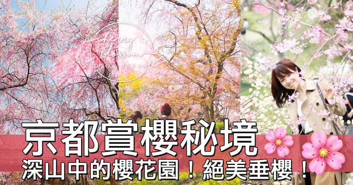 深山中的花之秘境！京都「最動人的櫻花」賞櫻花園～日本人的賞櫻後花園！