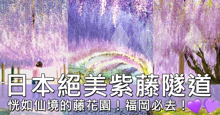 夢幻的粉紫美景！日本福岡絕美紫藤花園～如仙境一般的景致令人無法相信是真的…