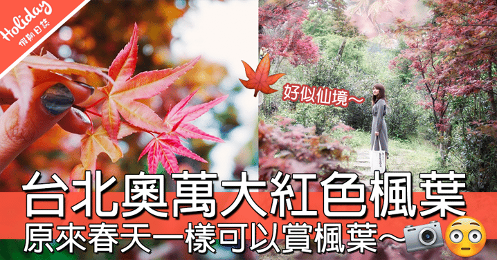 台北就可以賞楓葉！台北奧萬大春天一樣可以賞楓，一大面紅色楓葉畫面～～～