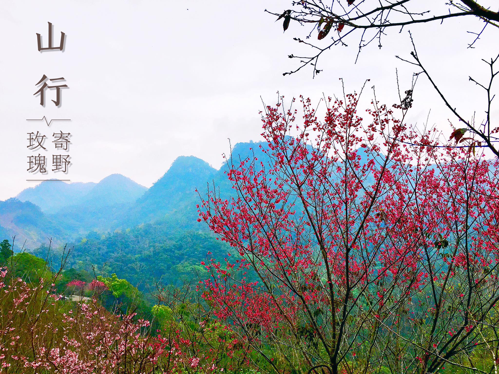 南庄山行玫瑰咖啡