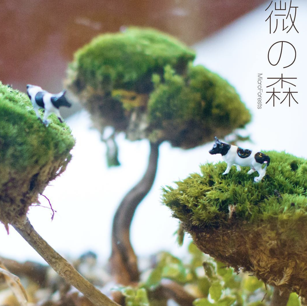 microforestshk