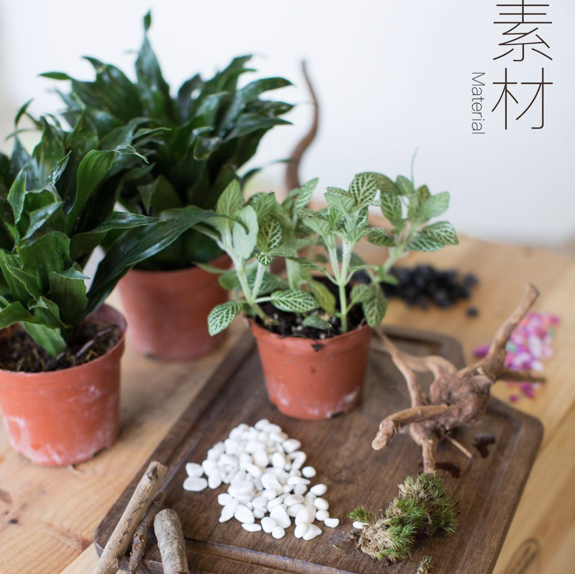 microforestshk