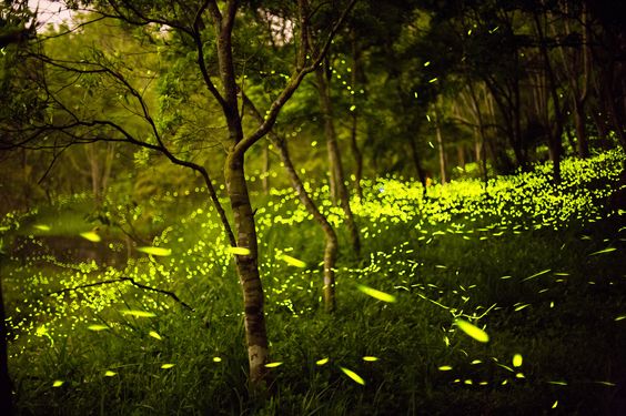 Pinterest