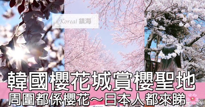 韓國櫻花城～周圍都係櫻花！韓國鎮海賞櫻聖地～連日本人都要過來睇！