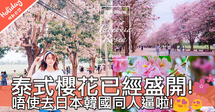 唔使去日本韓國啦！超夢幻極吸睛泰式櫻花已經盛開～快啲一齊去賞花啦！