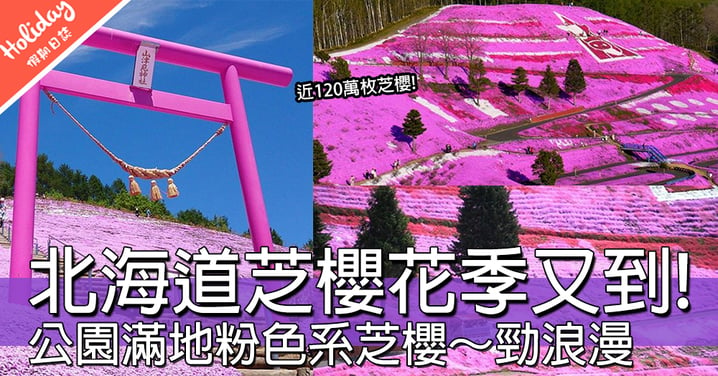 櫻花季完咗有乜野睇？北海道仙氣芝櫻公園，粉紅色花海佈滿成個山頭～