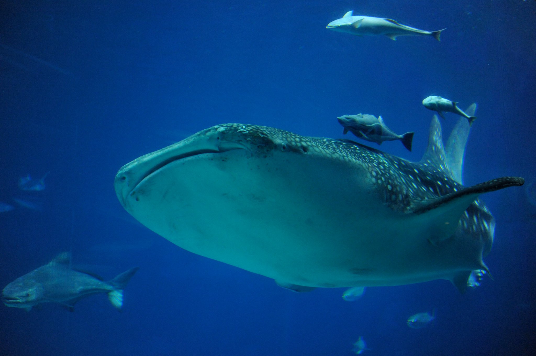 國立海洋生物博物館