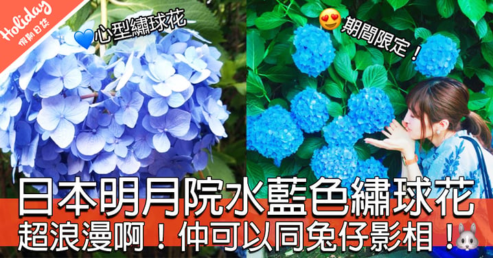 首屈一指嘅繡球花～日本明月院繡球花限定！絕對係打卡之選！