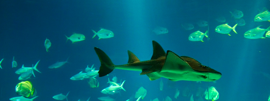 國立海洋生物博物館