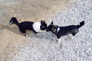 12795461_955423971173402_2889529997925387981_n