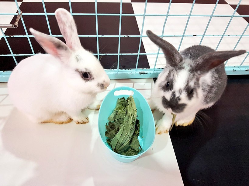Seoul Bunny Cafe