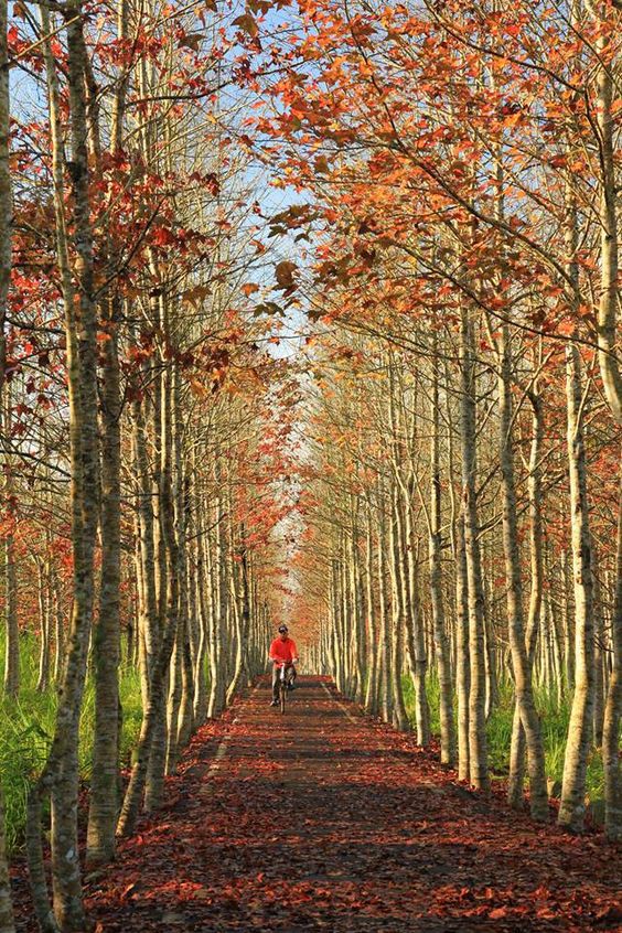 Pinterest
