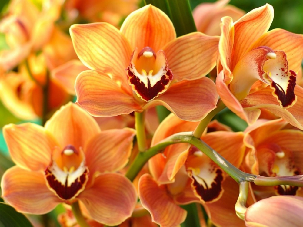 orchid-orange-bright-branch-exotic