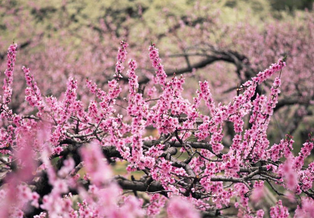 [wall001.com]_peach_blossom_06AP18009_spring