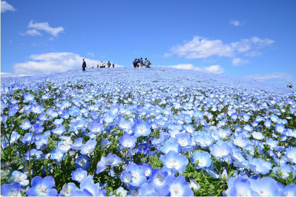 国営ひたち海浜公園