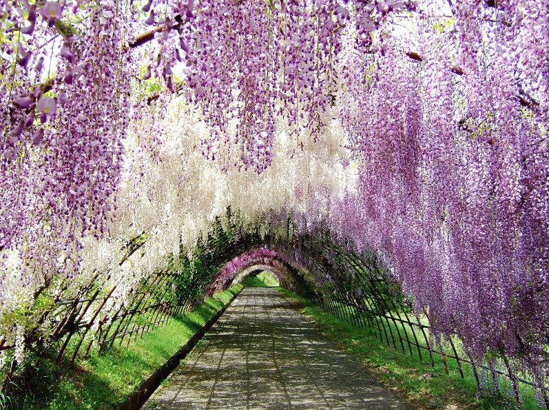 ガゾーン Kawachi Wisteria Garden