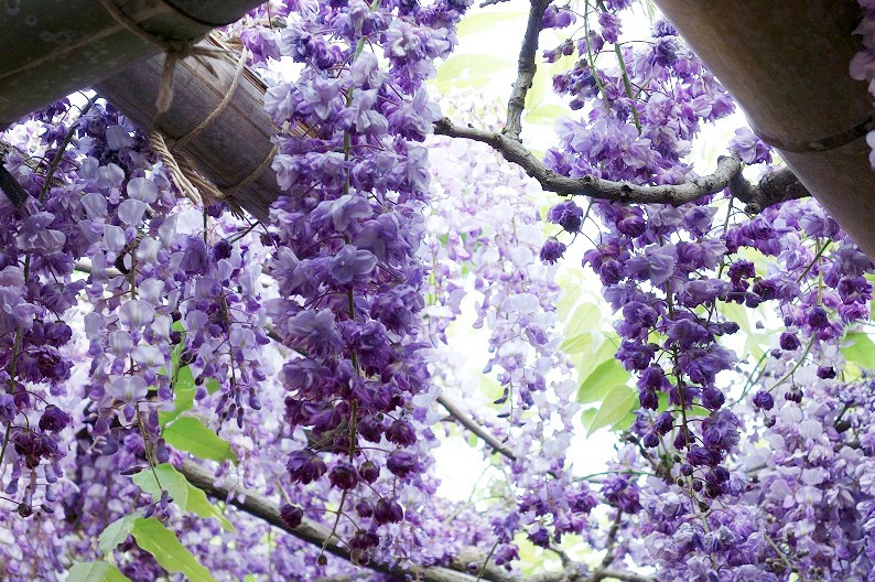 ガゾーン Kawachi Wisteria Garden