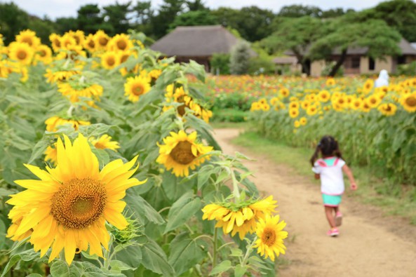 国営ひたち海浜公園