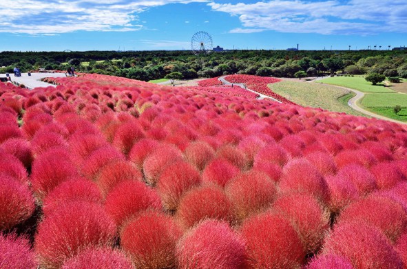 国営ひたち海浜公園