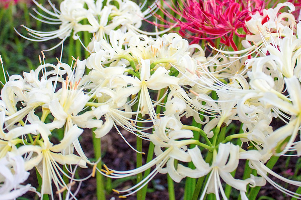 日高市観光協会