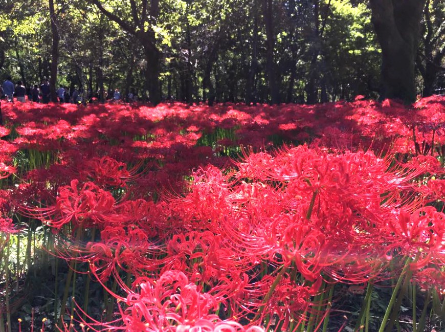 日高市観光協会