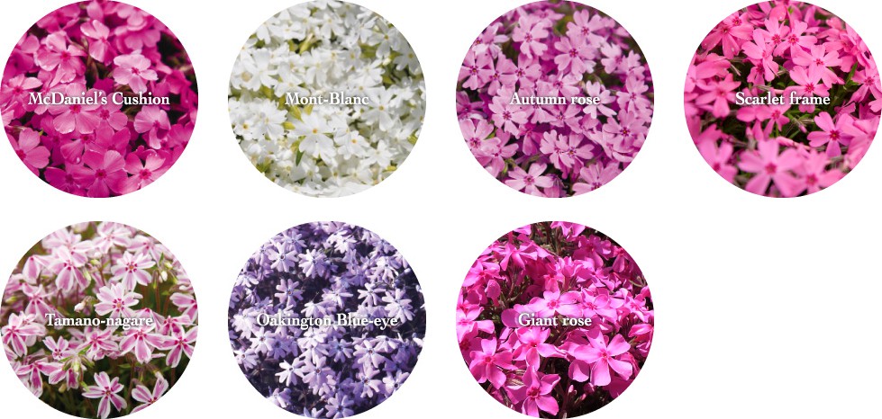 富士芝桜まつり事務局